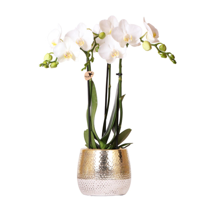 Hvid Phalaenopsis Orkidé I Elite Gold Pot