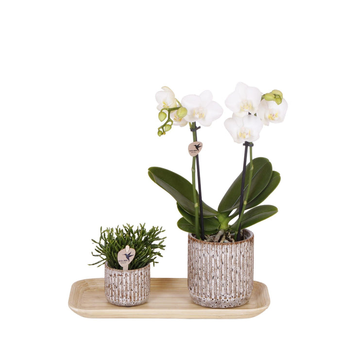 Phalaenopsis Orchid I Jaguar Potter Og Bambus Bakke
