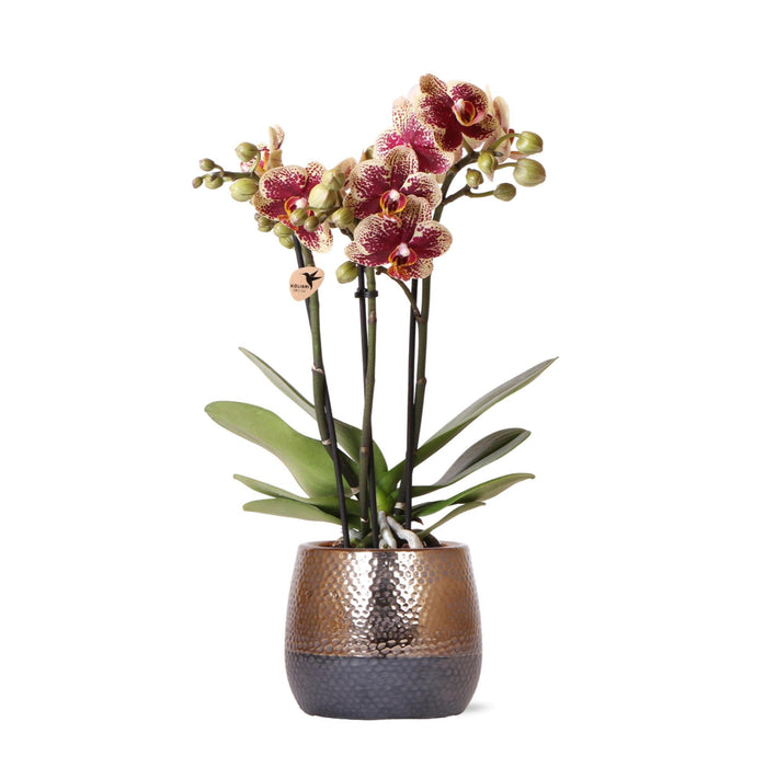 Gul-Rød Phalaenopsis Orkidé Med Elite Kobberpotte