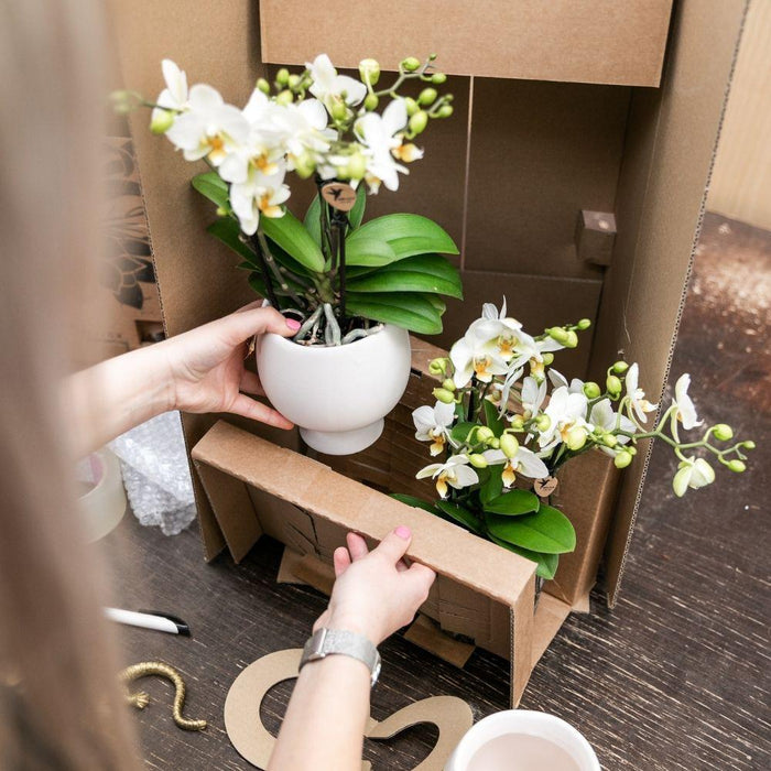 Orange Phalaenopsis Orchid I Terracotta Pot