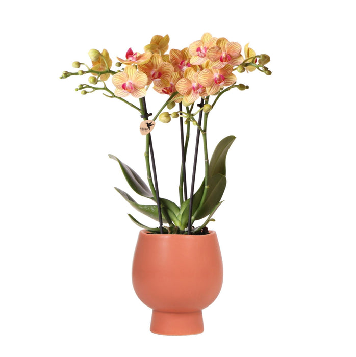 Orange Phalaenopsis Orchid I Terracotta Pot