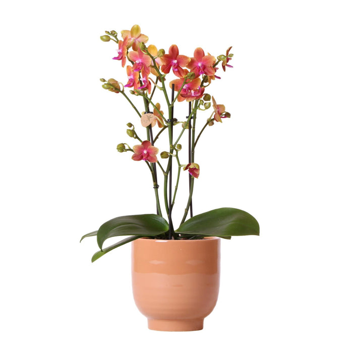 Duftende Orange Phalaenopsis Orkidé I Cognacglaseret Gryde