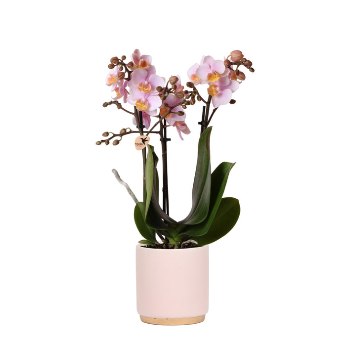 Orchid Phalaenopsis Pink Andorra I Pot Gold Foot Rose