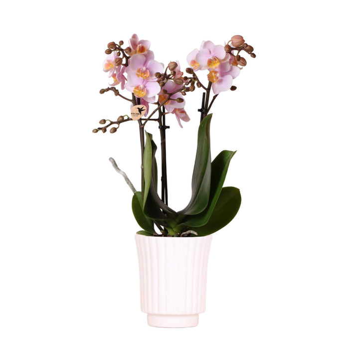 Andorra Pink Phalaenopsis Orkidé I Hvid Retropotte
