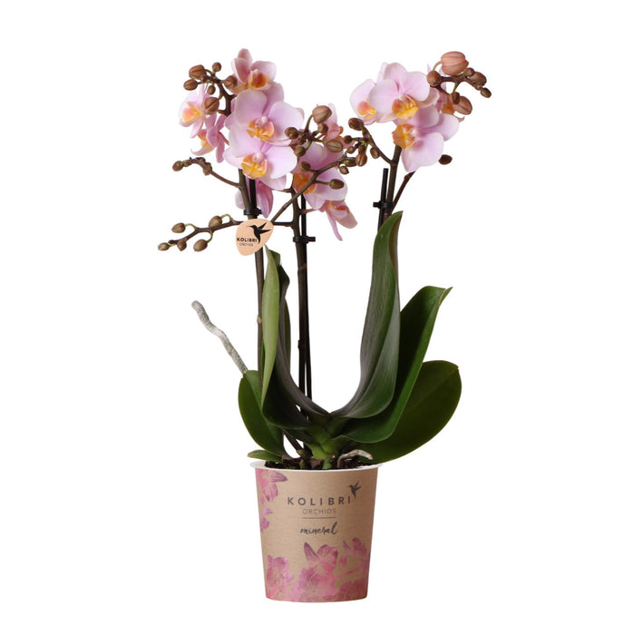 Pink Phalaenopsis Orchid - Andorra - Blomstrende Stueplante