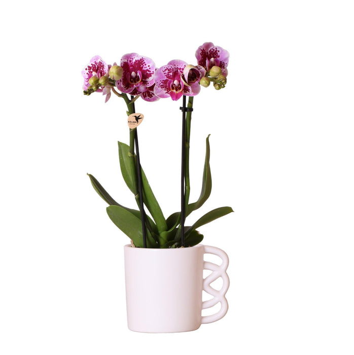 Pink Phalaenopsis Orkidé Med Glad Krus I Hvid Potte