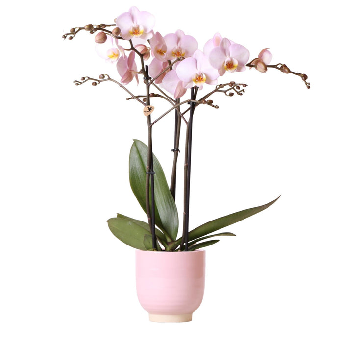 Pink Phalaenopsis Orchid I Pink Glaseret Pot
