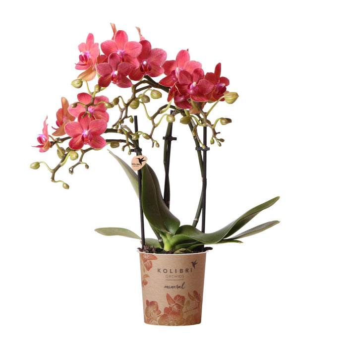 Rød Phalaenopsis Orchid - Congo - Blomstrende Stueplante