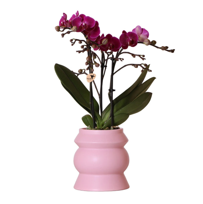 Violet Phalaenopsis Orchid Morelia I Pink Tower Pot
