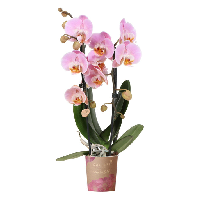 Pink Orkidé - Ø9Cm - Stueplante