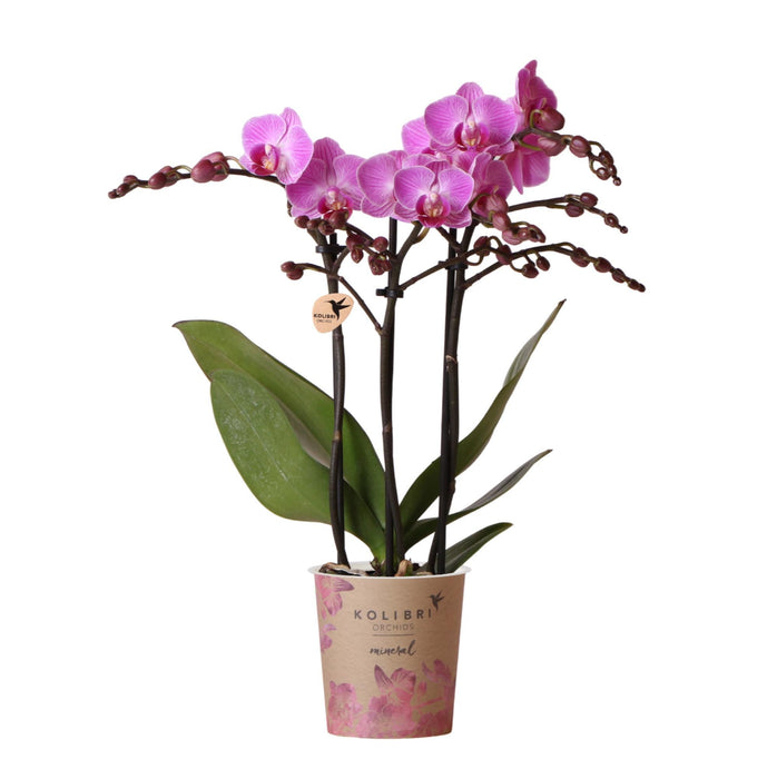 Pink Orkidé - Ø9Cm - Stueplante