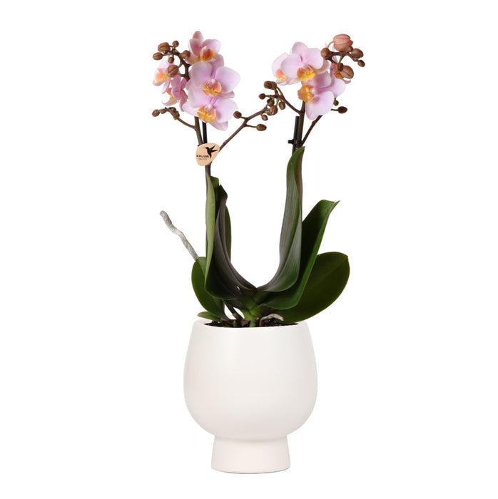 Pink Phalaenopsis Orkidé Med Hvid Potte Scandic