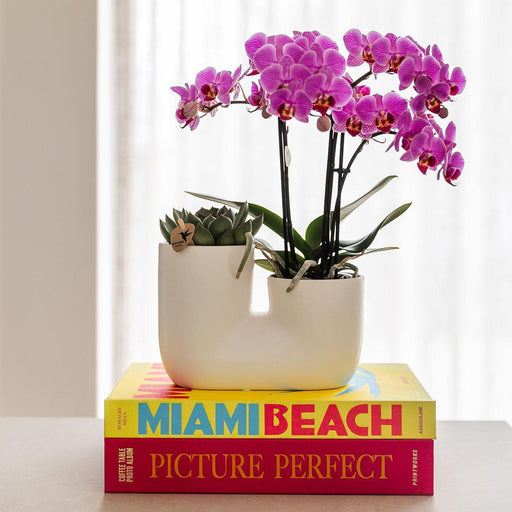 Wiener Orkidé Og Miranda Sukkulent I Hvid Dekorativ Potte
