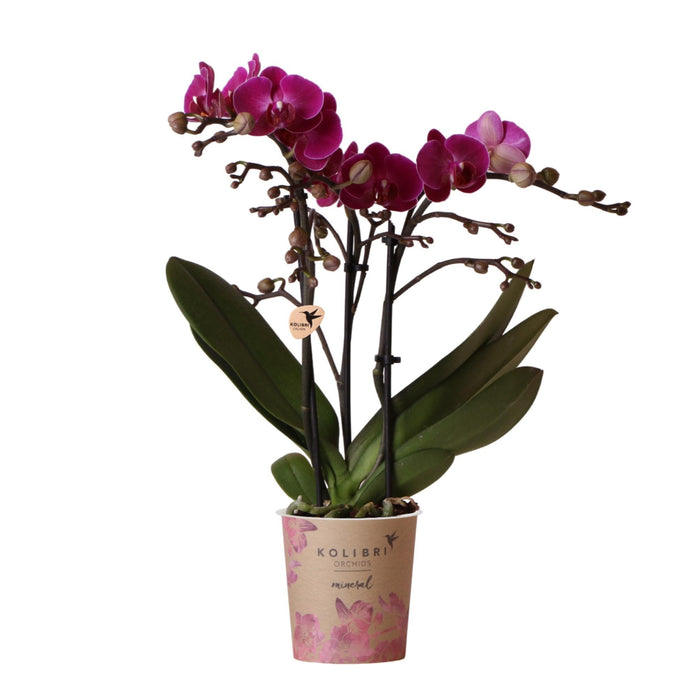 Violet Orkidé Og Dens Plantekasse - H35Cm, Ø9Cm