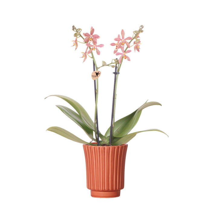 Edderkop Orkidé Og Retro Terracotta Pot