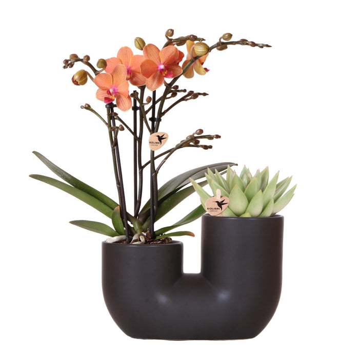Orkidé Og Sukkulent I Sort Pot Design