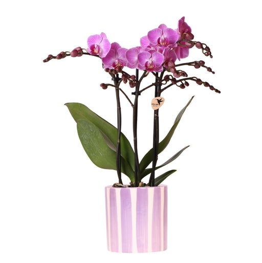 Violet Phalaenopsis Orchid 'Vienna' + Lilla Stribet Potte