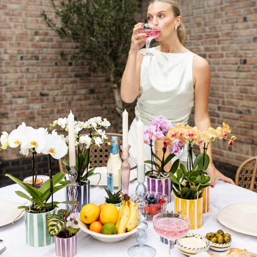 Violet Phalaenopsis Orchid 'Vienna' + Lilla Stribet Potte