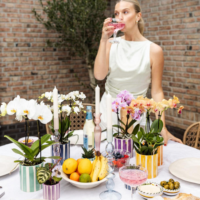 Violet Phalaenopsis Orchid 'Vienna' + Lilla Stribet Potte