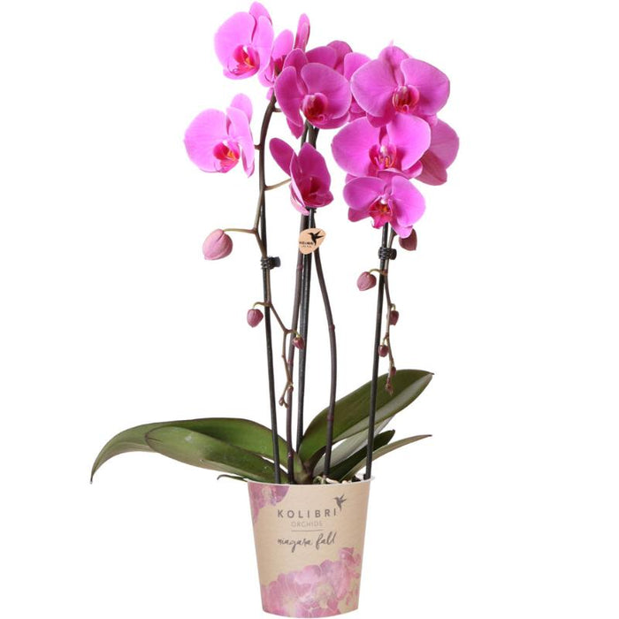 Pink Niagara Fall Orchid - Potted Phalaenopsis - Stueplante
