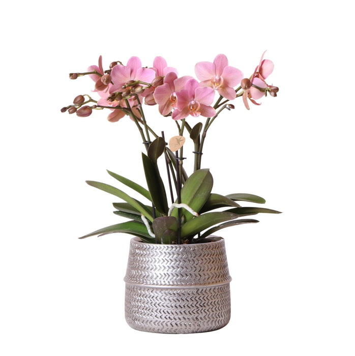 Pink Treviso Orchid I Silver Groove Pot