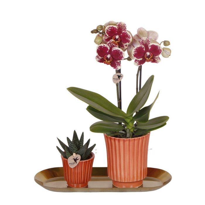 Phalaenopsis & Rhipsalis Orkideer På Gylden Bakke