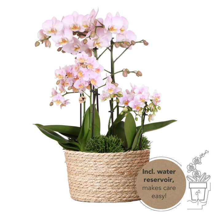 Pink Orkideer I Kurv Med Tank Og Rhipsalis Planter