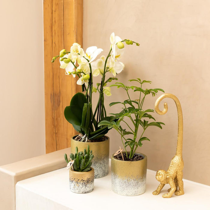 Long Tail Monkey Ornament - Guld