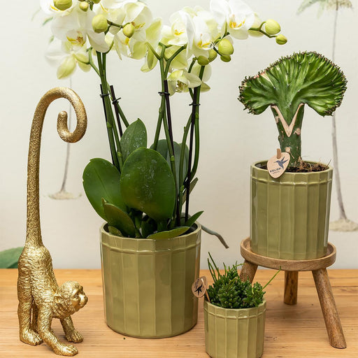 Long Tail Monkey Ornament - Guld