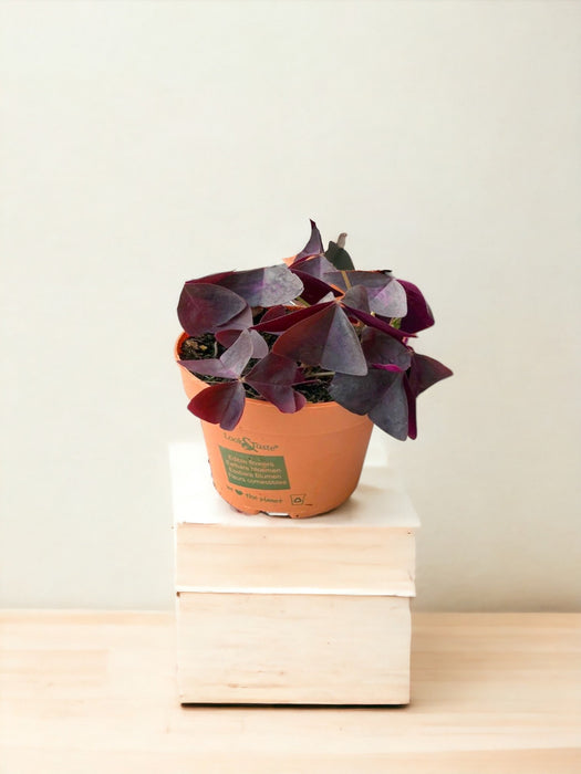 Oxalis Triangularis