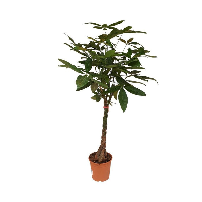 Pachira Aquatica
