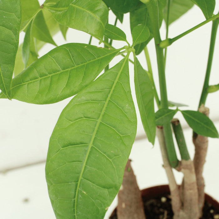 Pachira Aquatica - Sæt Med 2