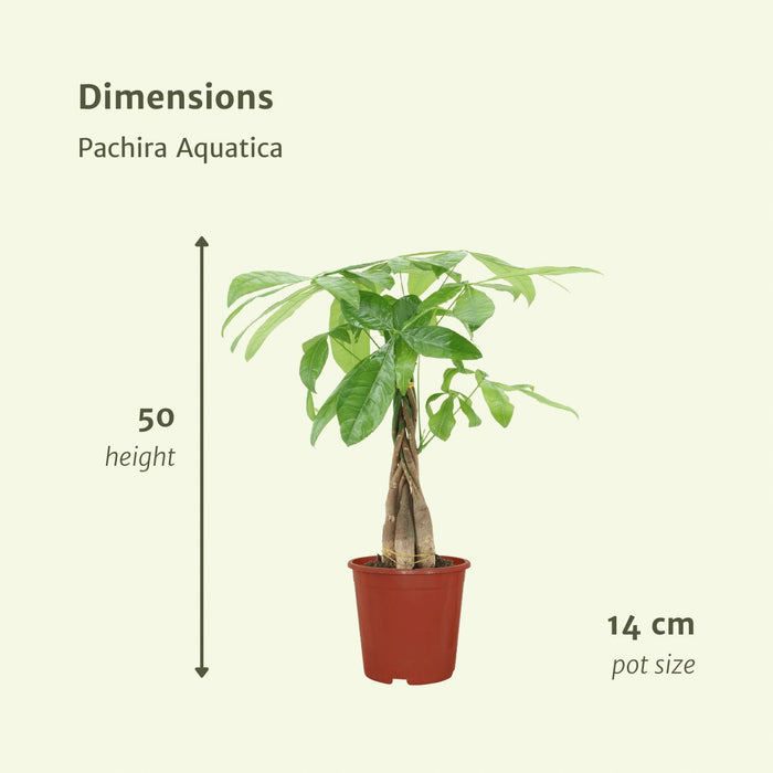 Pachira Aquatica - Sæt Med 2