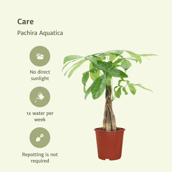 Pachira Aquatica - Sæt Med 2