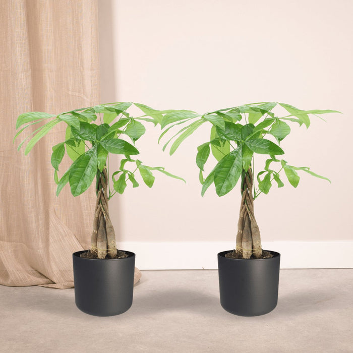 Pachira Aquatica - Sæt Med 2