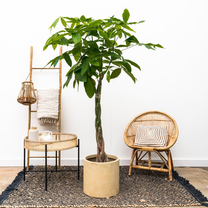 Pachira Aquatica Flettet - 160Cm - Ø27