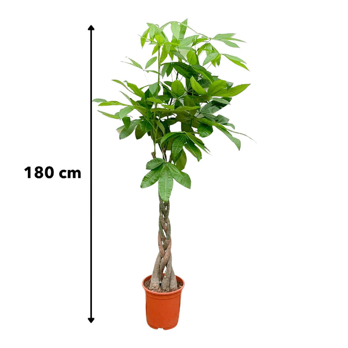 Pachira Aquatica Flettet - 160Cm - Ø27