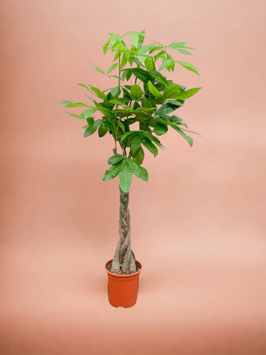 Pachira Aquatica Flettet - 160Cm - Ø27