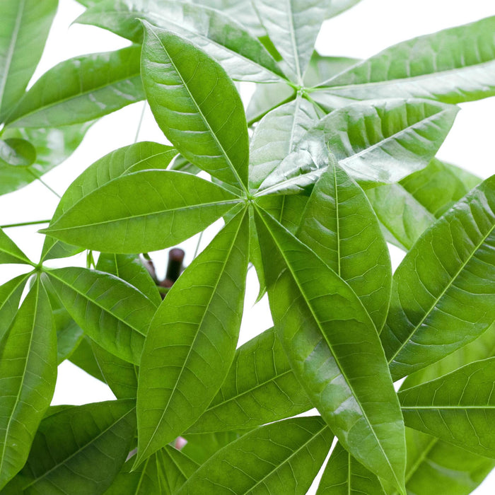 Pachira Aquatica Og Dens Gryde