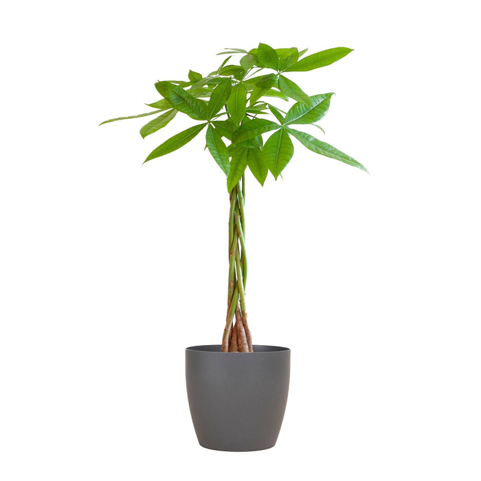 Pachira Aquatica Og Dens Gryde