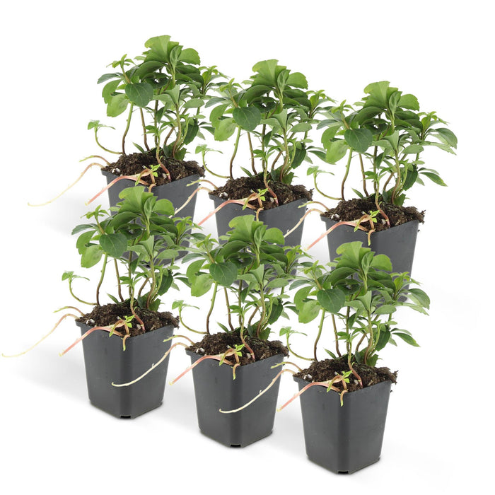 Pachysandra Term. 'Grønt Tæppe'