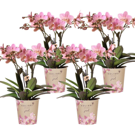 Pakke Med 4 Treviso-Orkideer – Old Pink – Blomstrende Stueplante