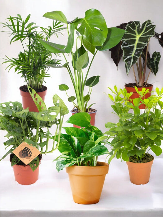 Pakke Med 6 Jungleplanter