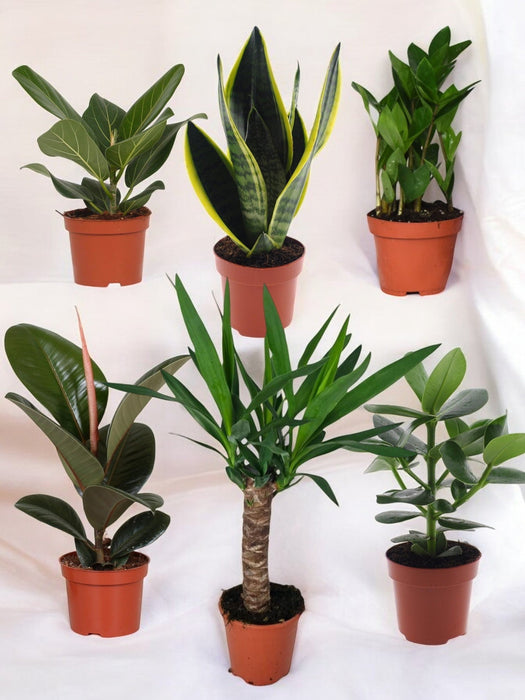 Pakke Med 6 Letplejede Planter