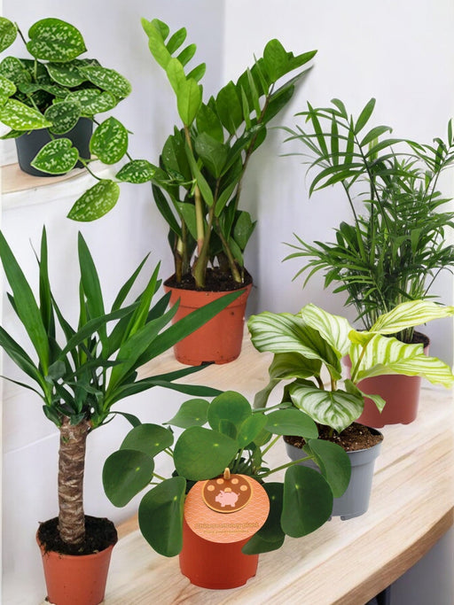 Pakke Med 6 Essentielle Planter