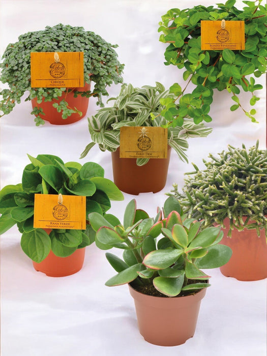 Pakke Med 6 Søde Planter