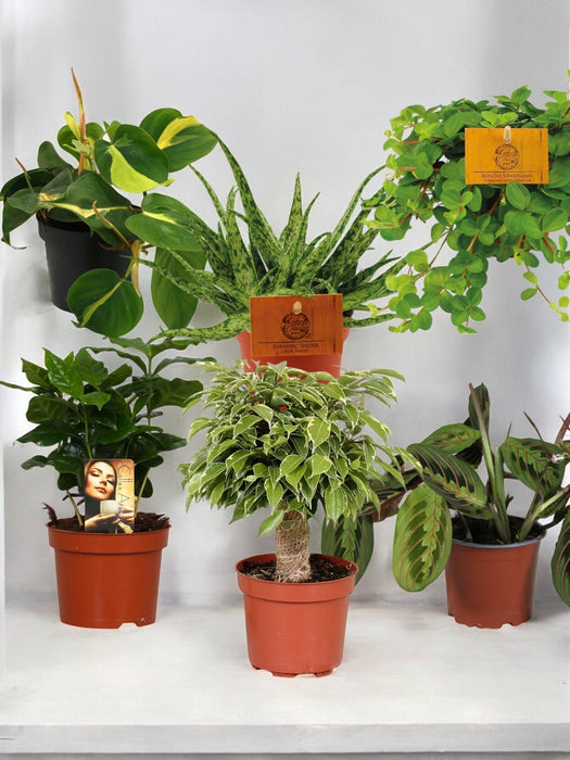 Pakke Med 6 Planter Til Kontoret