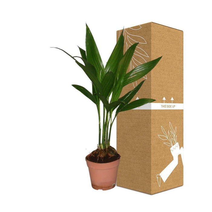 Areca Palme 'Catechu'