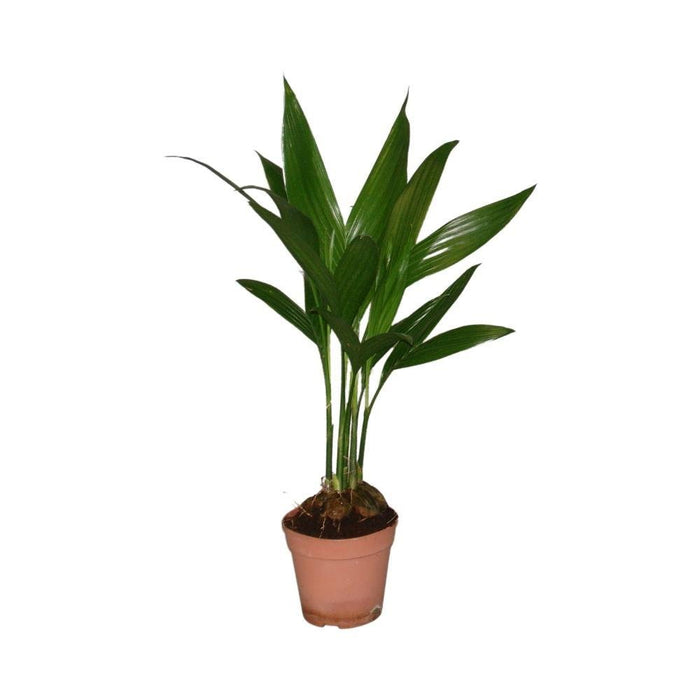 Areca Palme 'Catechu'