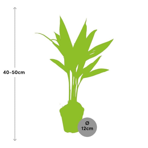 Areca Palme 'Catechu'